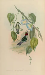 Heliomaster mesoleucus = Heliomaster squamosus